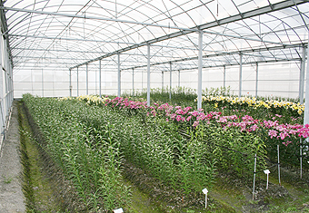 SG-02 圓拱型簡固溫室