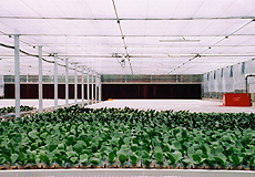 SG-03 小山型精密溫室