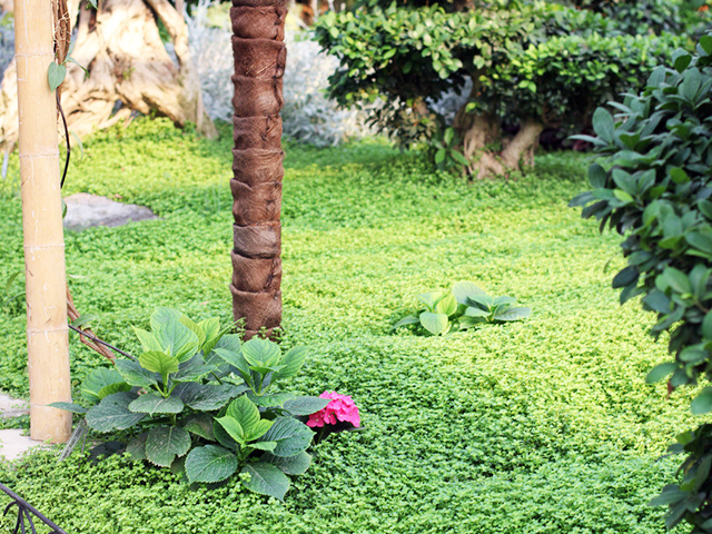 景觀園藝設計/工程